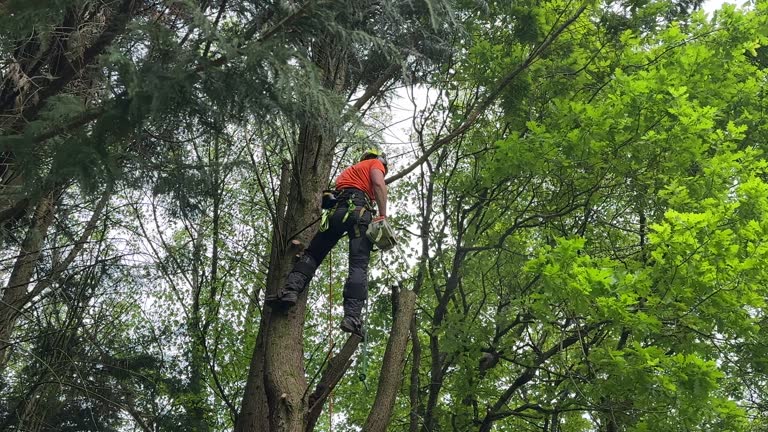 How Our Tree Care Process Works  in  Altoona, PA